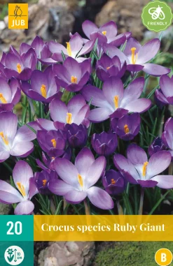 20 crocus ruby giant