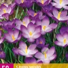 50 crocus species ruby giant