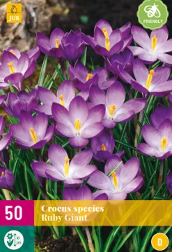 50 crocus species ruby giant