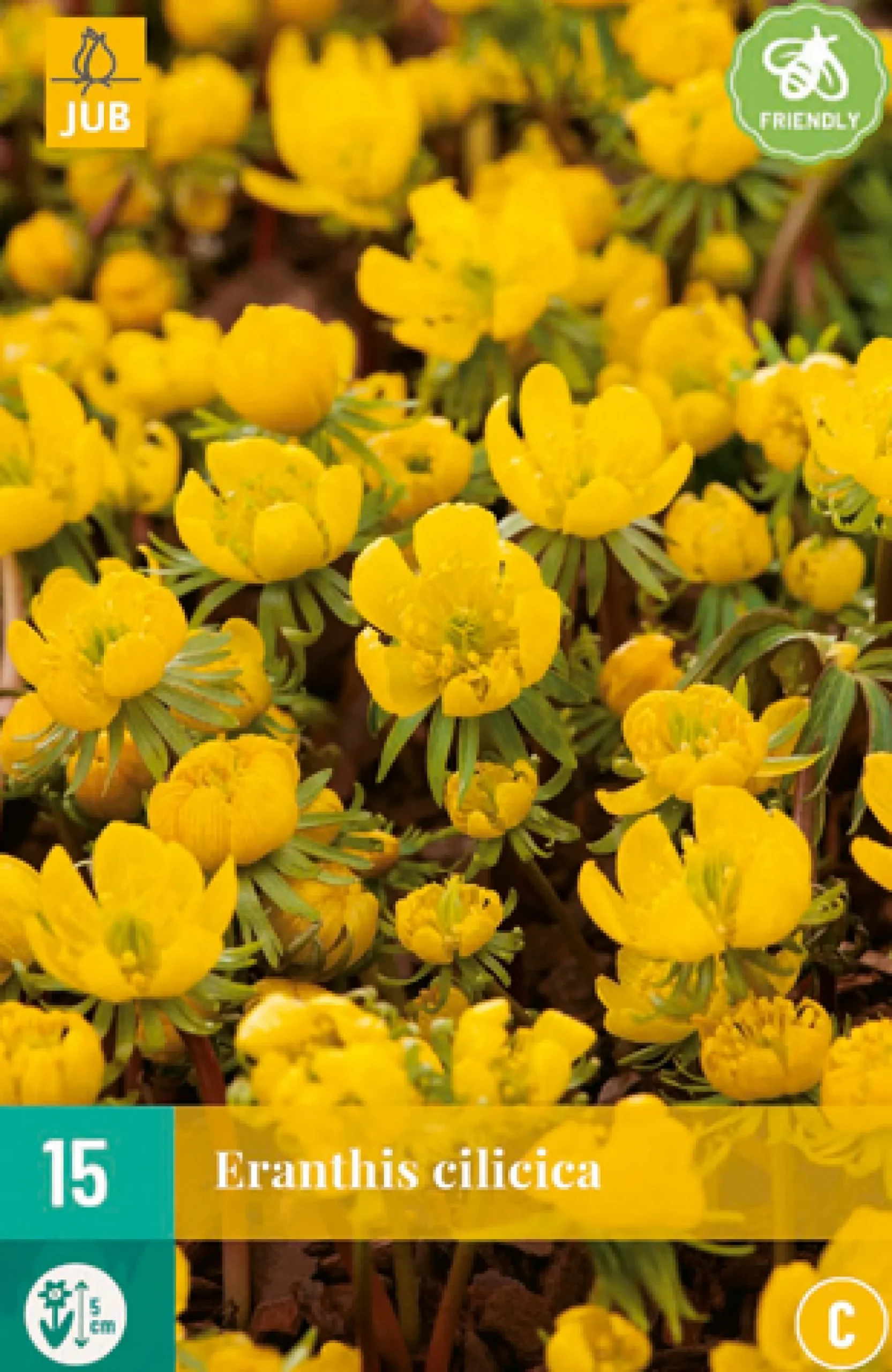 15 eranthis cilicica