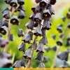1 fritillaria persica