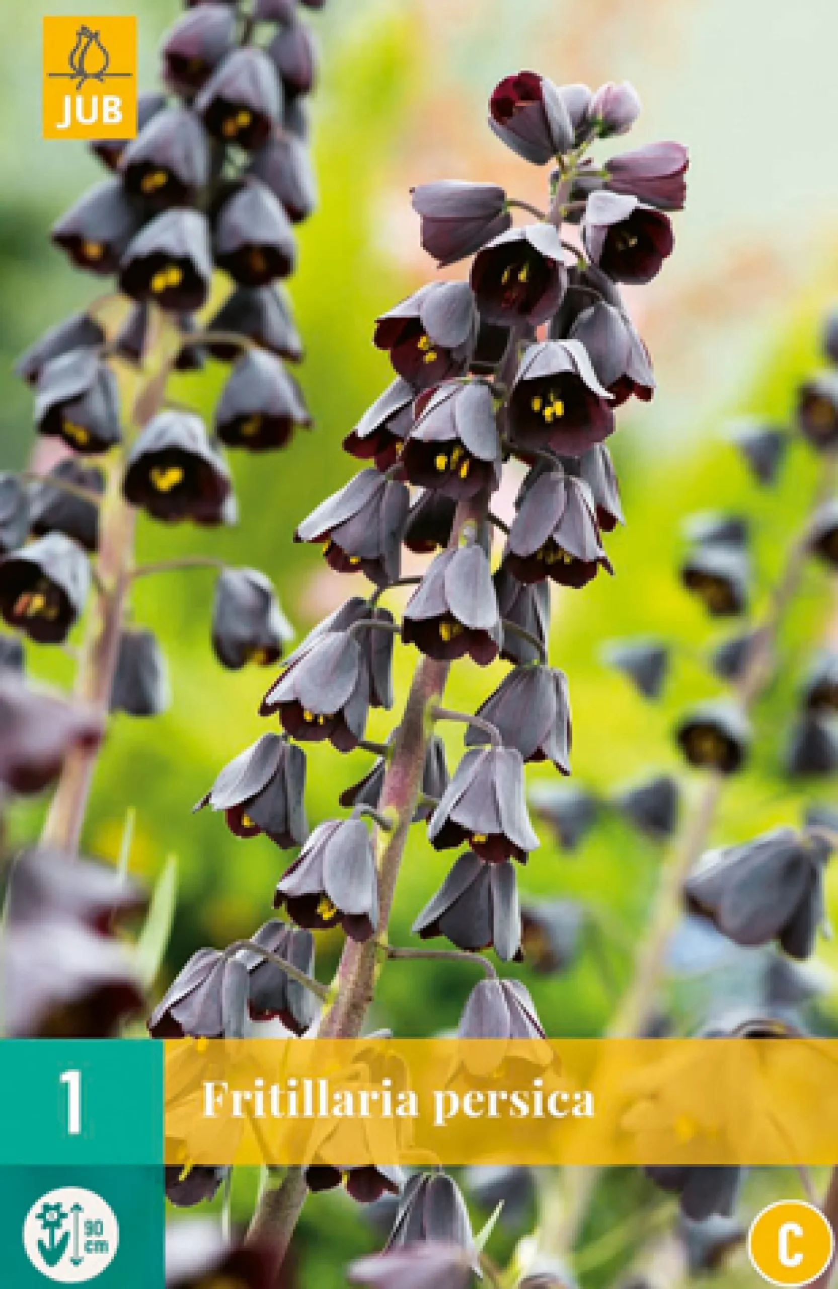 1 fritillaria persica