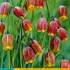 15 fritillaria uva-vulpis