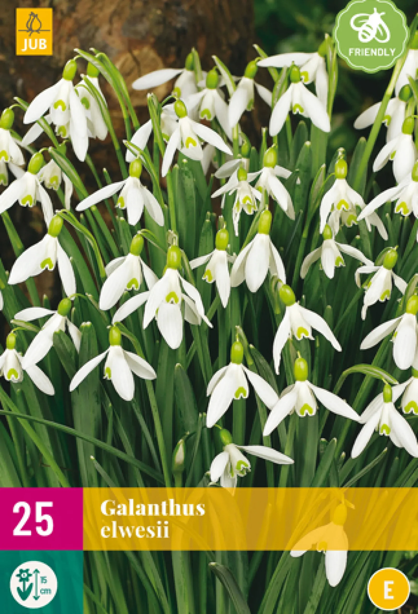 25 galanthus elwesii