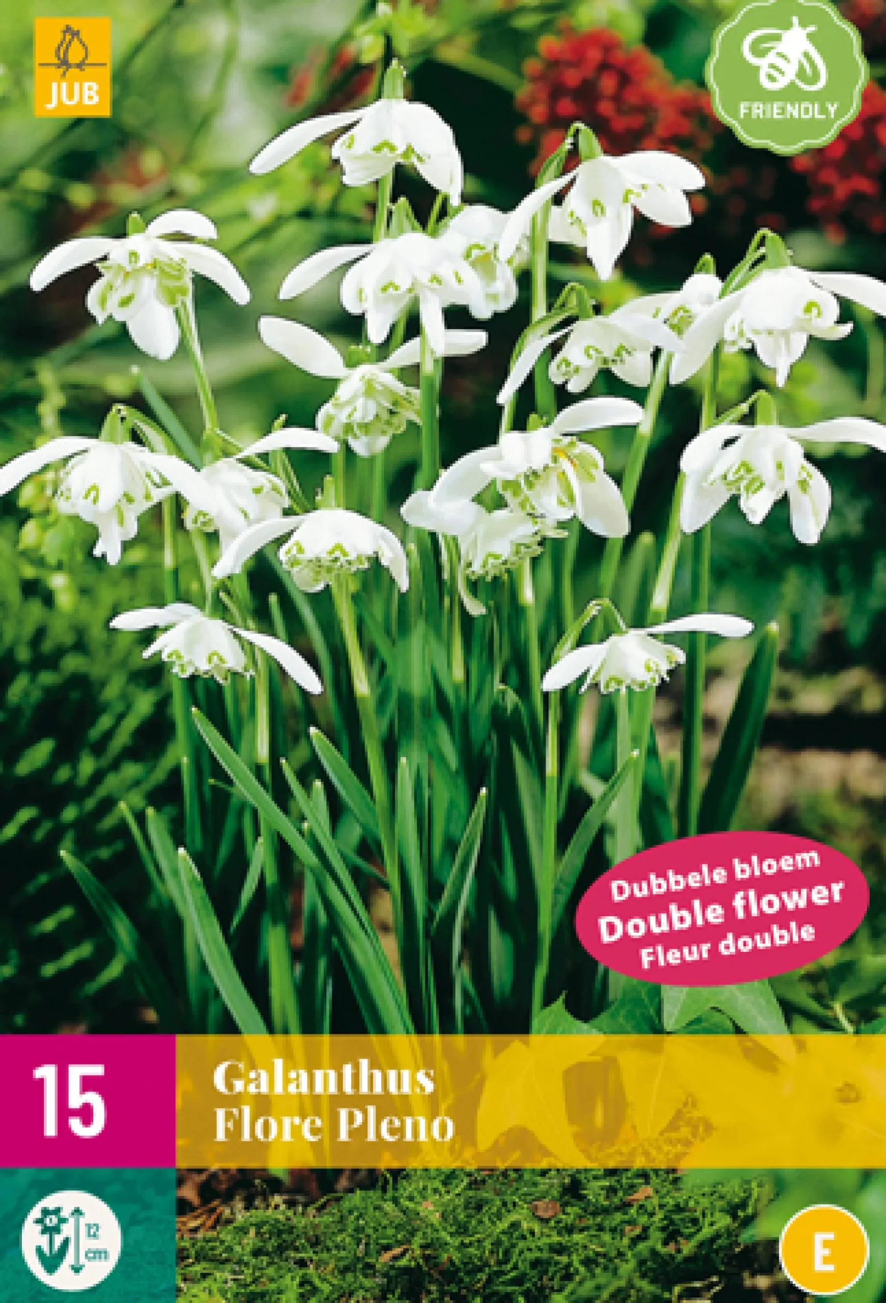 15 galanthus flore pleno
