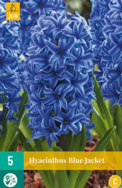 5 hyacinthus blue jacket