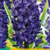5 hyacinthus blue trophy