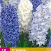 10 hyacinthus blue water mix