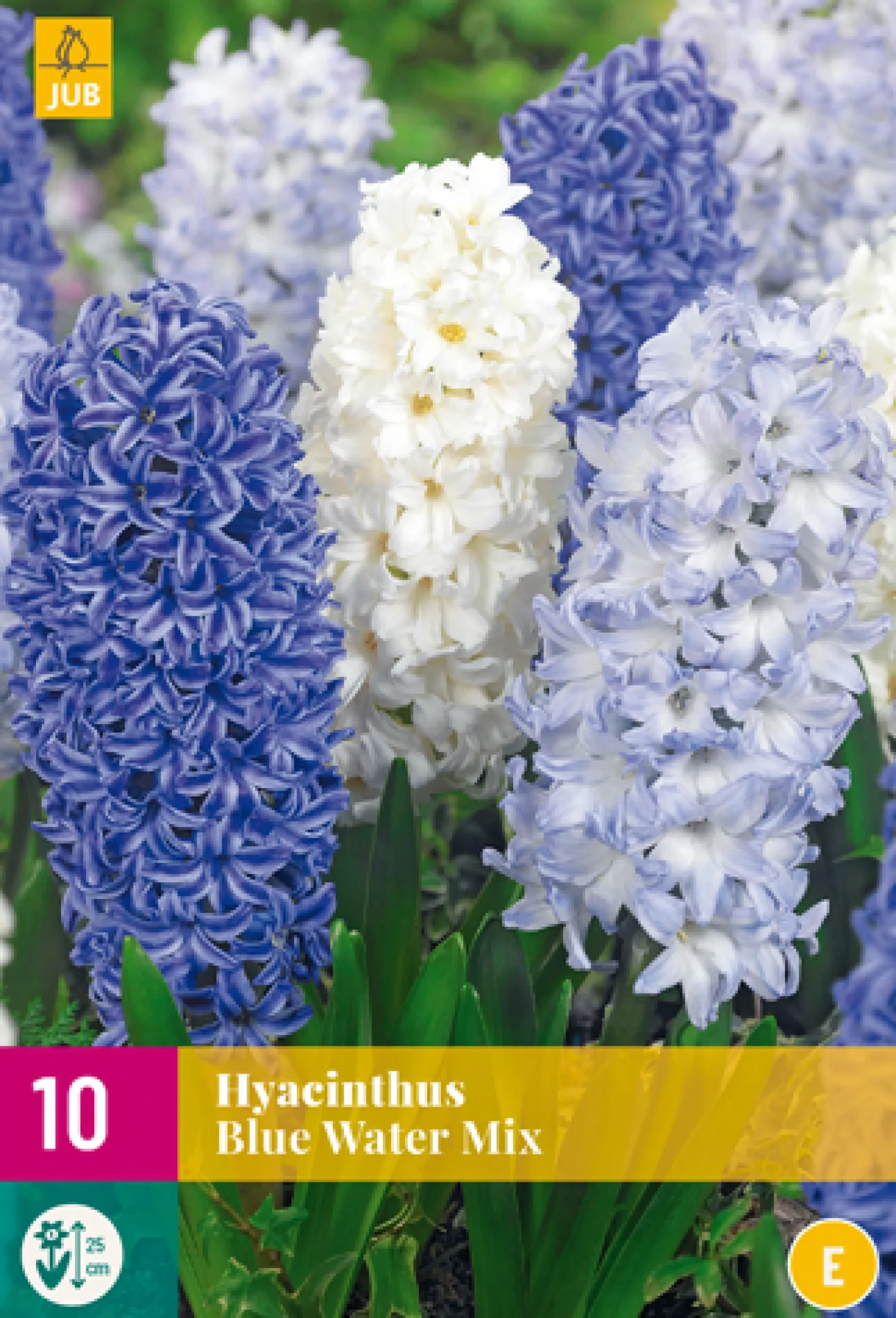 10 hyacinthus blue water mix