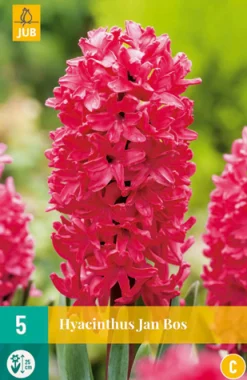 5 hyacinthus jan bos