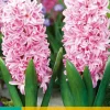 5 hyacinthus pink surprise