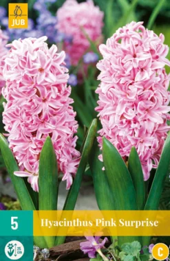 5 hyacinthus pink surprise