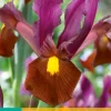 10 iris hollandica red ember