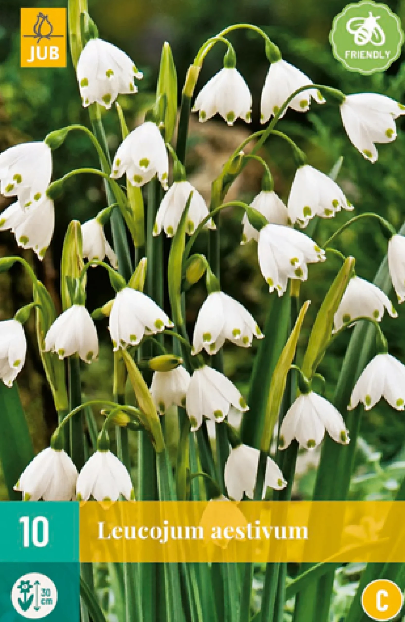 10 leucojum aestivum