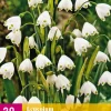 20 leucojum aestivum