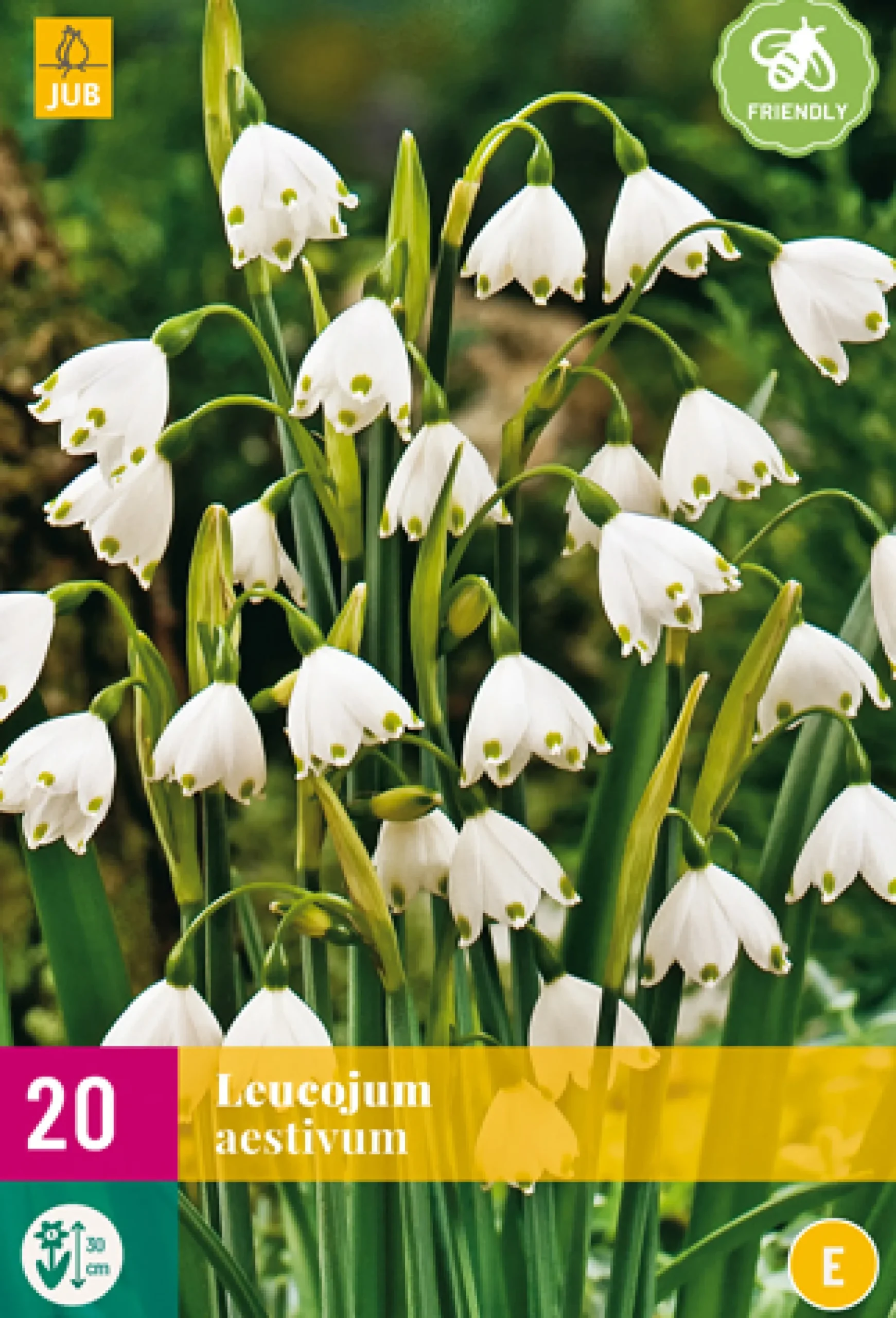 20 leucojum aestivum