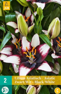 2 lilium aziatisch zwart-wit