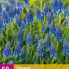 50 muscari armeniacum