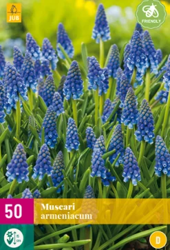 50 muscari armeniacum