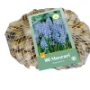 100 muscari armeniacum