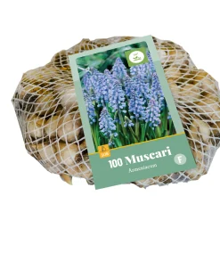 100 muscari armeniacum
