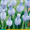 10 muscari azureum