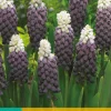7 muscari grape ice