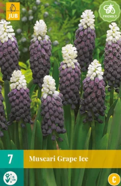 7 muscari grape ice