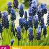 50 muscari latifolium