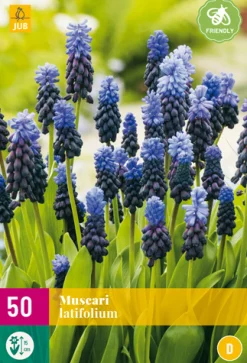 50 muscari latifolium