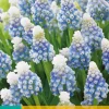 15 muscari mountain lady