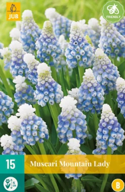 15 muscari mountain lady