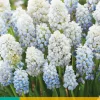 10 muscari nature's beauty