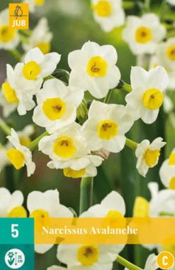 5 narcissus avalanche