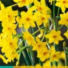 5 narcissus baby boomer