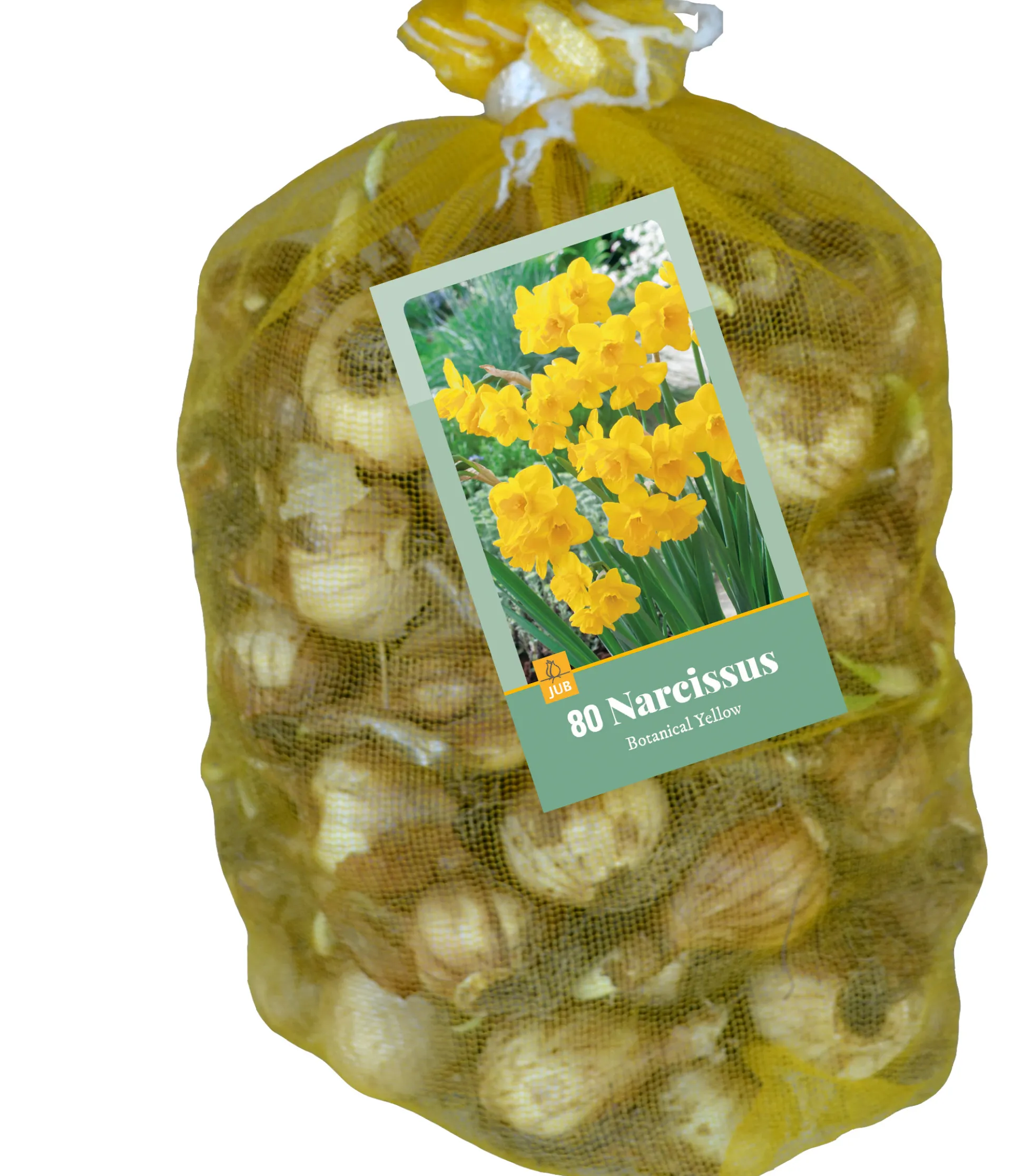 80 narcissus botanisch geel