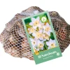 30 narcissus botanisch wit