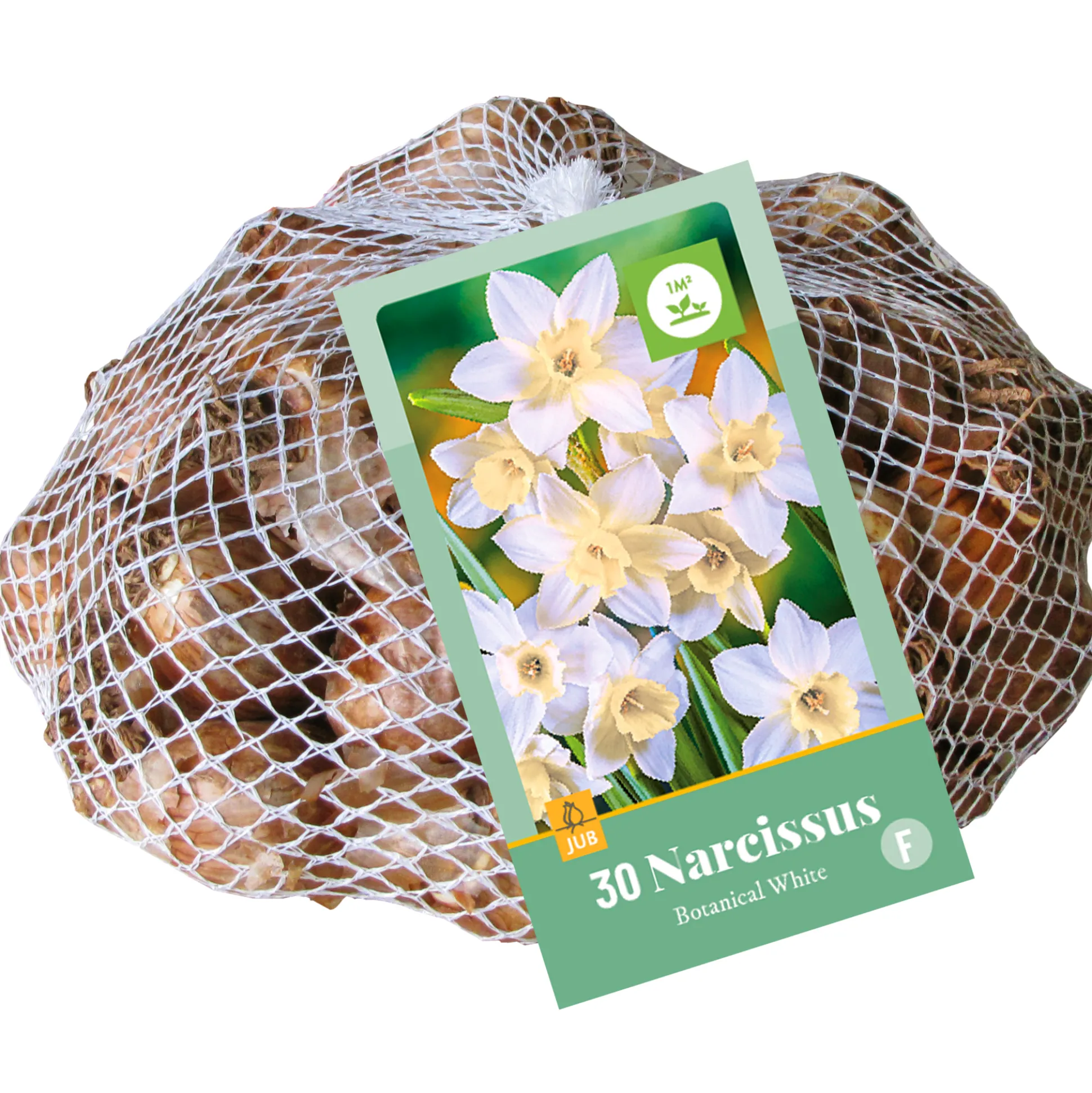 30 narcissus botanisch wit