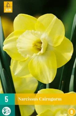 5 narcissus cairngorm