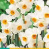 5 narcissus geranium