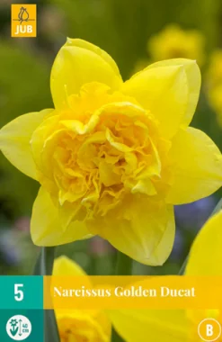 5 narcissus golden ducat