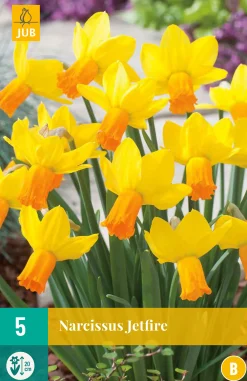 5 narcissus jetfire