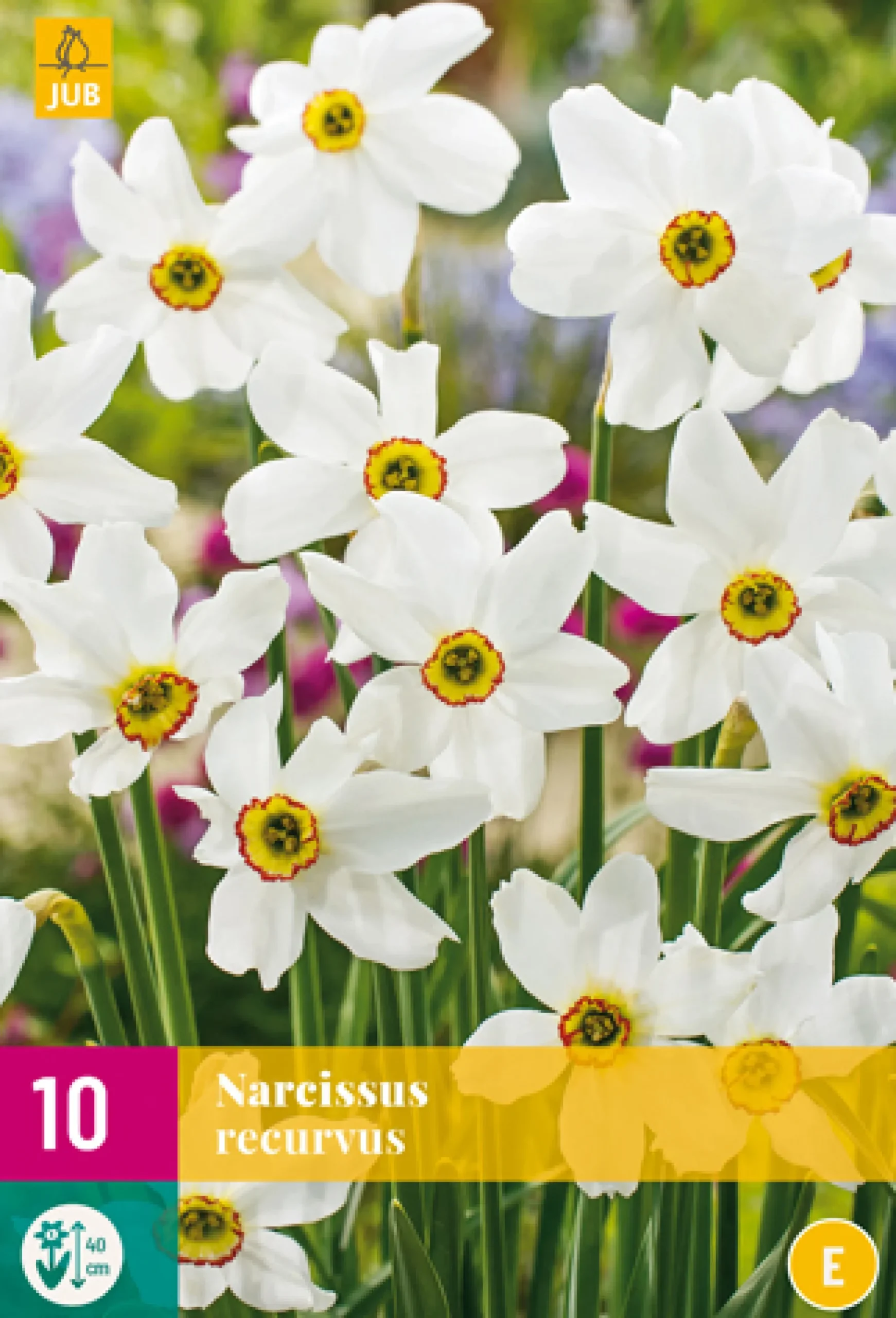 10 narcissus recurvus
