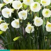 5 narcissus white petticoat