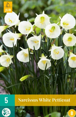 5 narcissus white petticoat