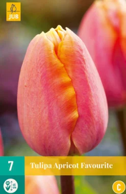 7 tulipa apricot favourite