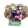 35 tulipa blueberry mix
