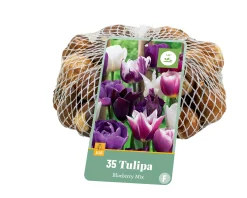 35 tulipa blueberry mix