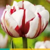 5 tulipa carnaval de nice