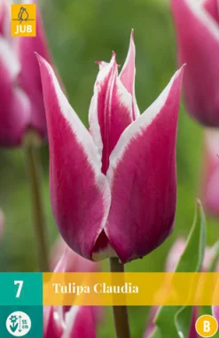 7 tulipa claudia